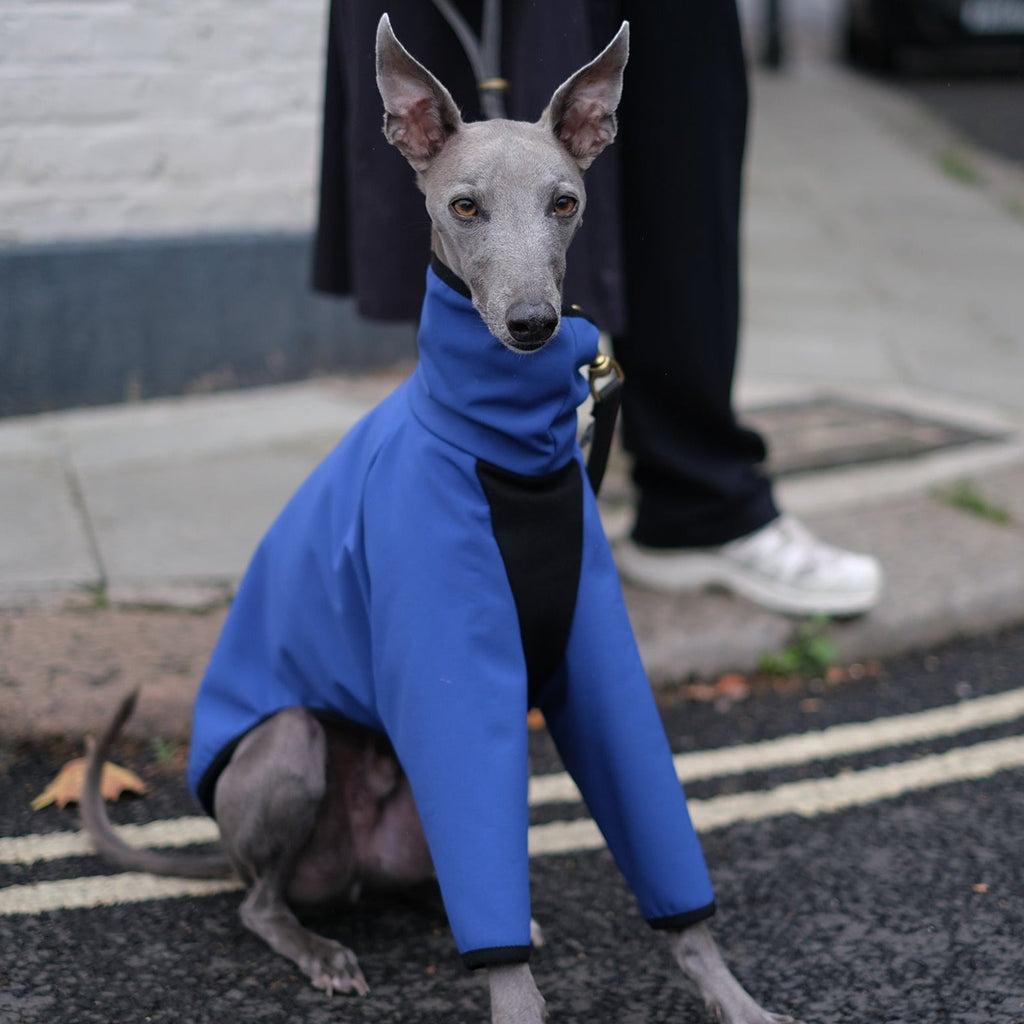 Waterproof Whippet coat - Cobalt - Occam