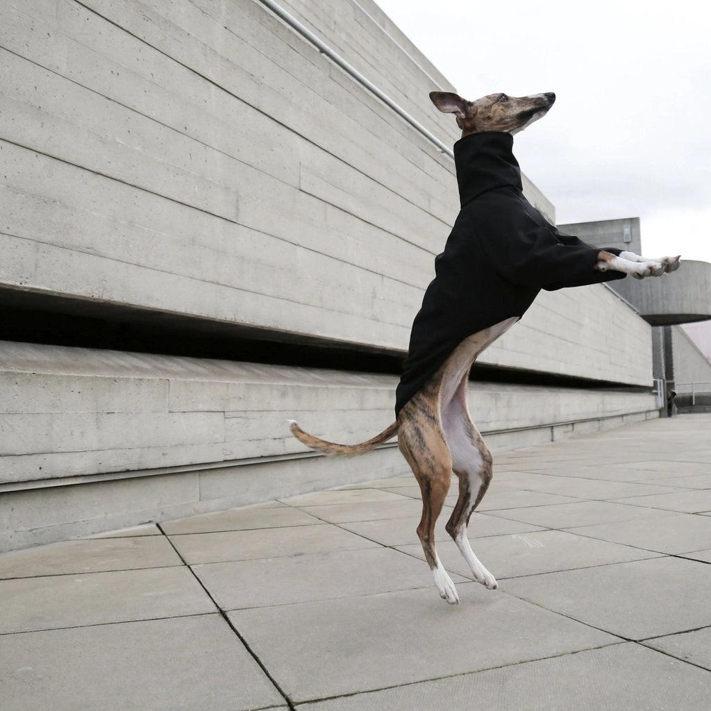 a whippet jumping in a coat