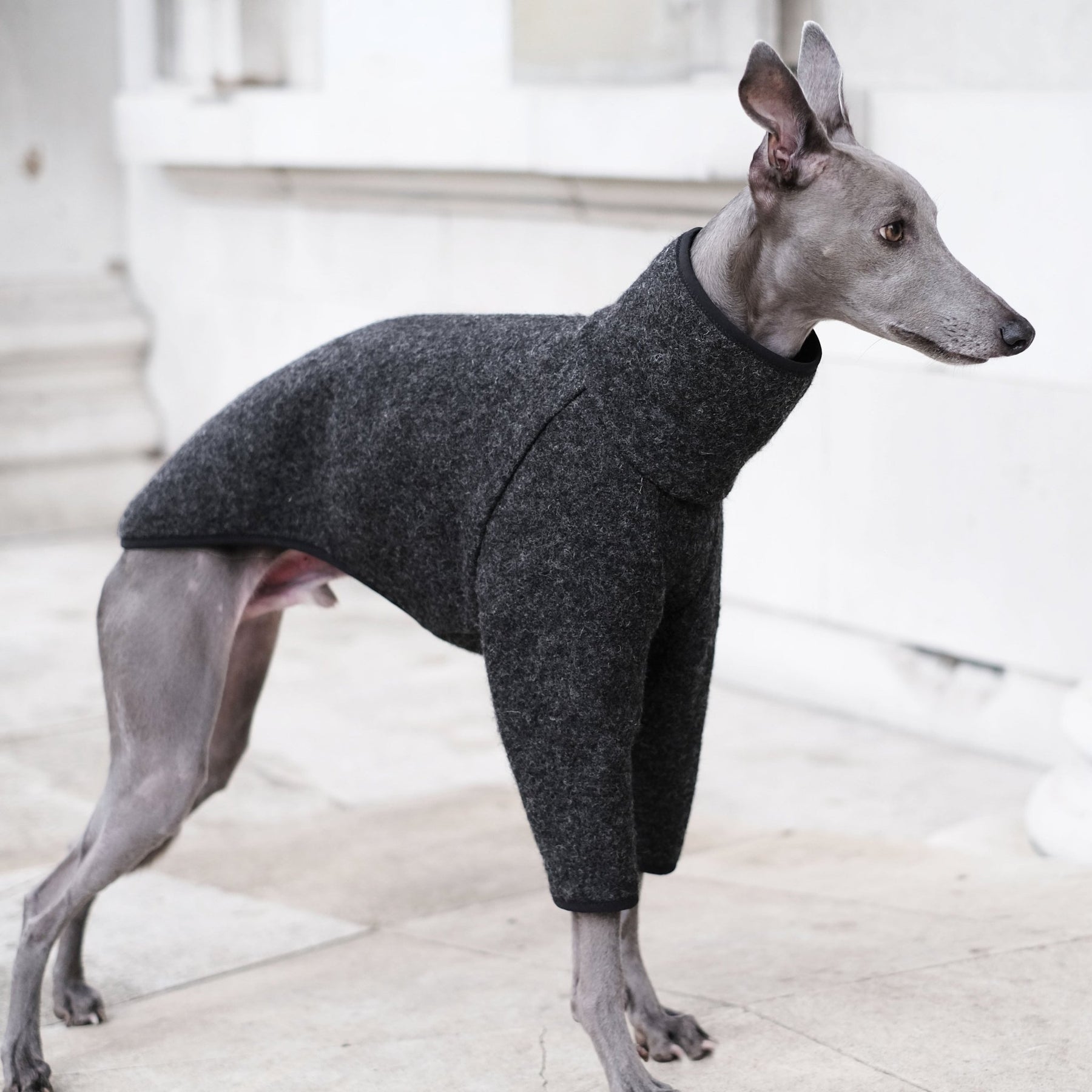 Whippet Coats Whippet Fleeces Whippet Onesies Occam whippet-coats-whippet-fleeces-whippet-onesies-occam