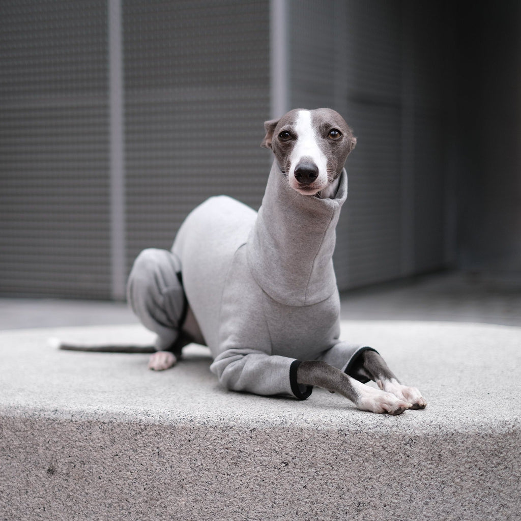 Whippet Onesie - Cecil - Occam