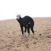 A whippet on the beach wearing a black onesie