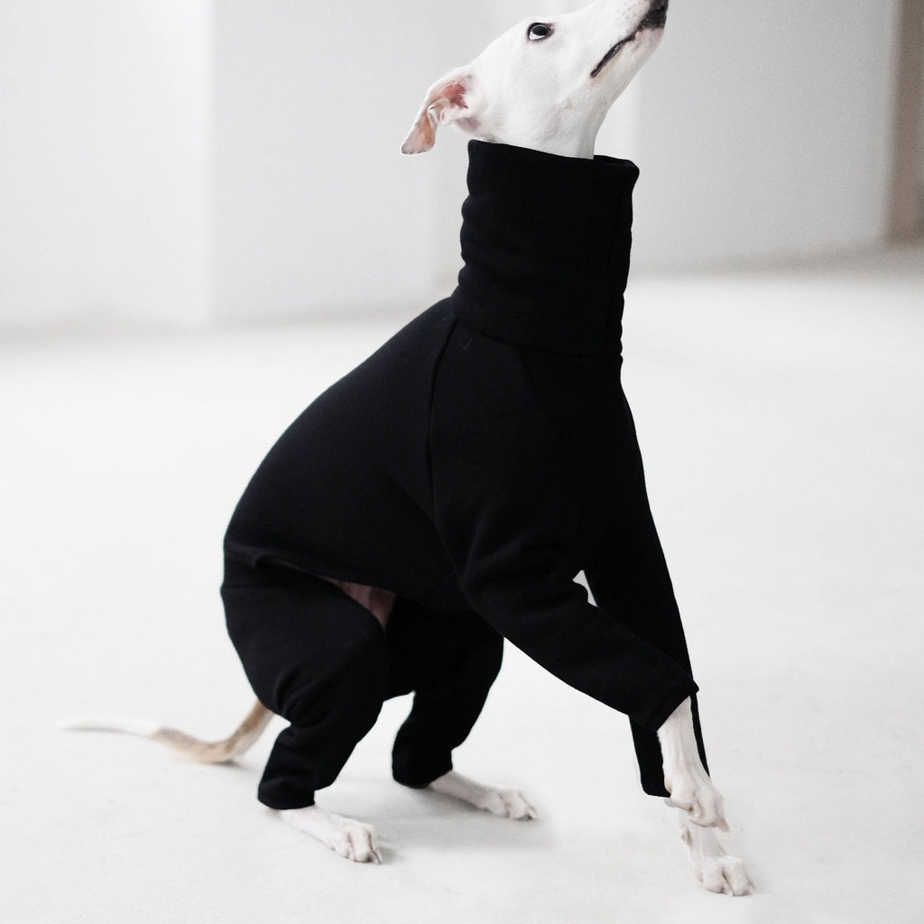 A white whippet wearing a black onesie