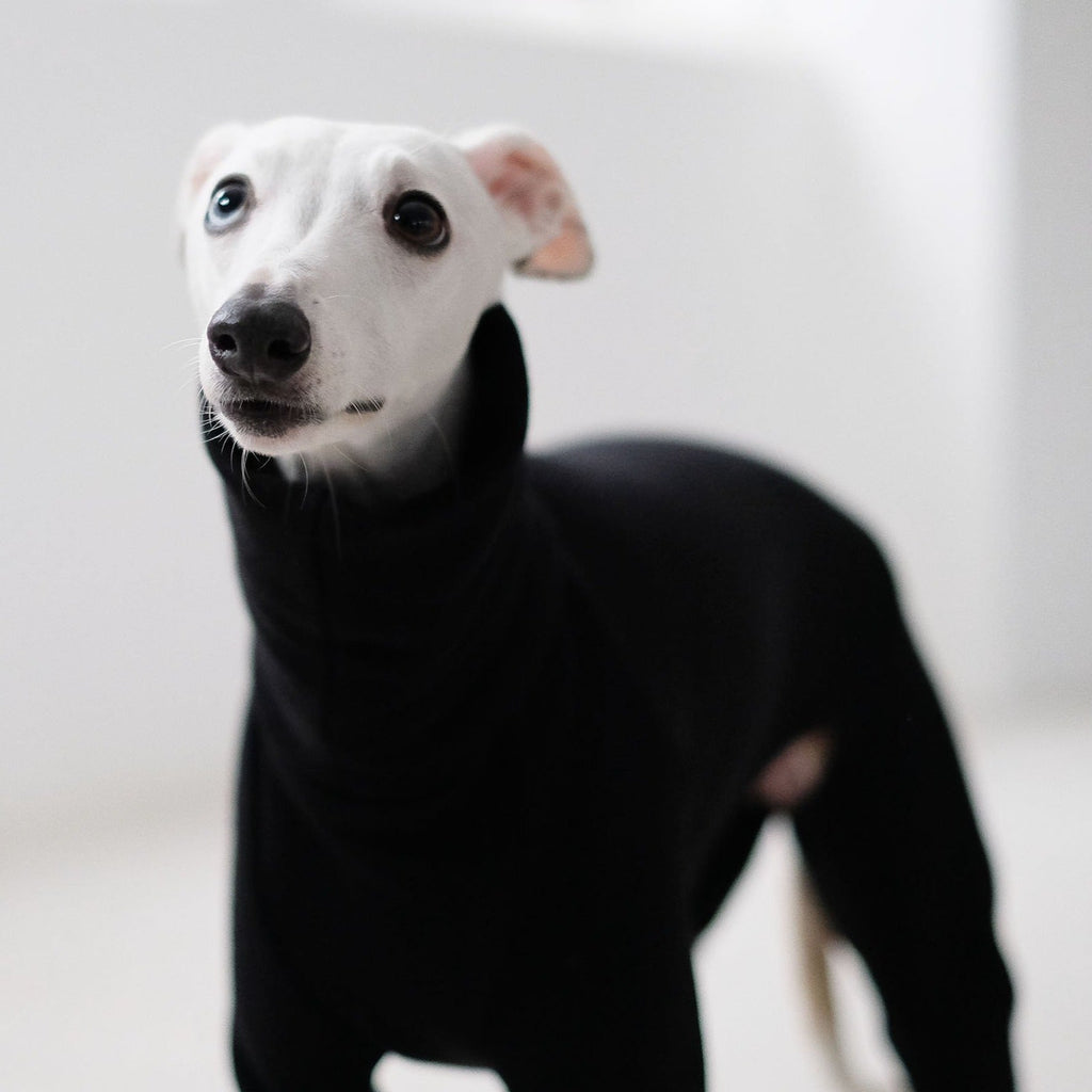 A black cotton whippet onesie on a white whippet